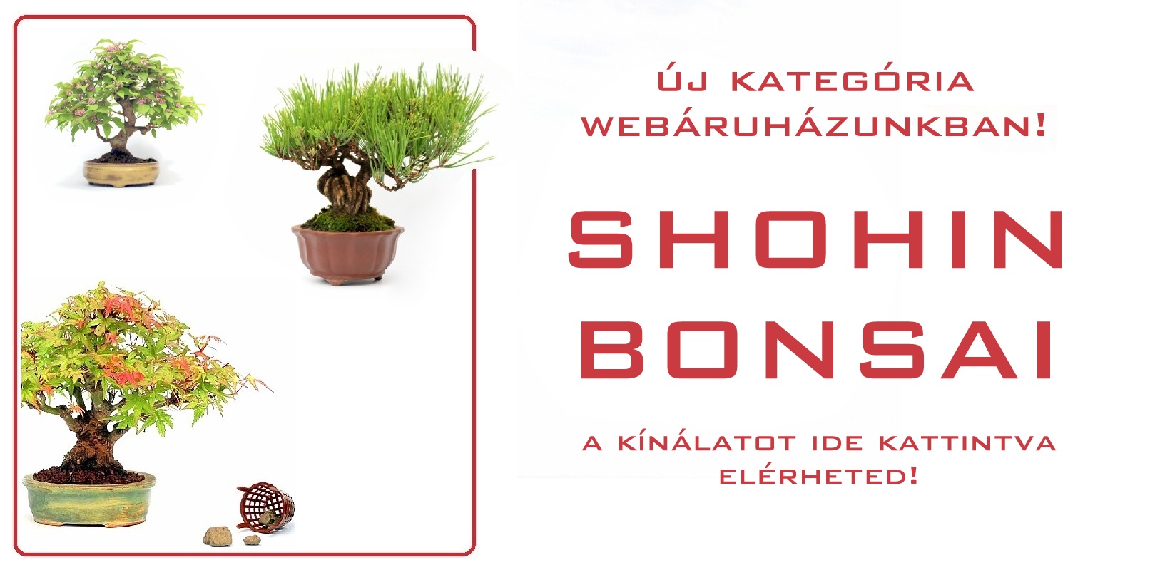 shohin, bonsai, vasarlas, rendeles, bonsai kerteszet webaruhaz, marczika studio, erd, hungary, bonsaj shohin bonsai fak a marczika bonsai studio bonsai kerteszetebol webaruhazabol